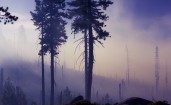 Голые стволы деревьев в тумане