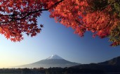 Гора Фудзи и осенний клен