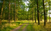 Грунтовая дорога в зеленом лесу
