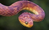 Извивающаяся змея