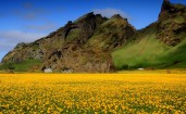 Желтые цветы в поле
