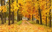 Желтые осенние деревья в парке