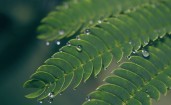 Капли воды на листьях мимозы