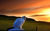 Кошка наблюдает за закатом