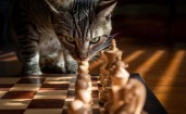 Кошка нюхает шахматы