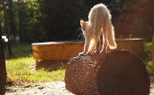 Кошка с выгнутой спиной на бревне