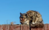 Кошка сидит на заборе