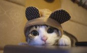 Кошка в шапке