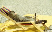 Кот в лежаке на пляже