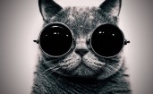 Кот в круглых черных очках