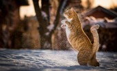 Кот в снегу на задних лапах