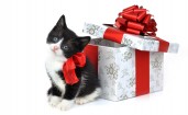 Котенок и подарок