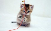 Котенок играет с веревкой