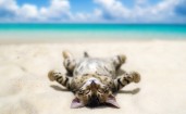 Котенок на пляже лежит на спине