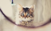 Котенок с большими голубыми глазами