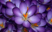 Красивый пурпурный цветок