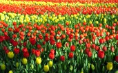Красные и желтые тюльпаны в поле