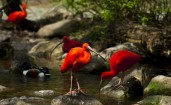 Красные птицы у ручья