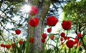 Красные тюльпаны под деревом