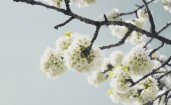 Кучно растущие цветы на ветках дерева