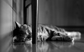 Ленивый спящий кот