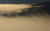 Лес в густом тумане, вид с высоты