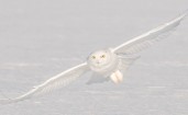 Летящая белая сова на фоне снега