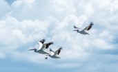 Летящие пеликаны