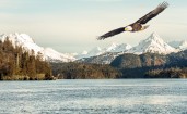Летящий белоголовый орлан над заливом