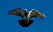 Летящий голубь на фоне синего неба