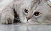 Лежащий серый котик