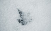 Листок под снегом