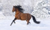 Лошадь бегущая по снегу
