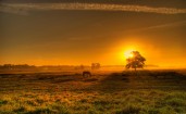 Лошадь в поле на закате
