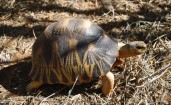 Лучистая черепаха на земле