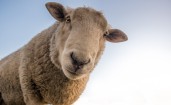 Любопытная овца