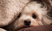 Маленький пес под одеялом