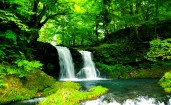 Маленький водопад в зеленом лесу