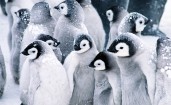 Малыши пингвинов