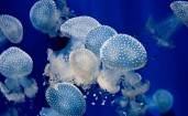 Медузы под водой