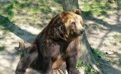 Медведь возле дерева
