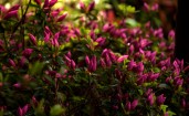 Мелкие фиолетовые цветы на кусте