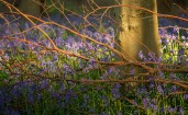 Мелкие фиолетовые цветы под деревом
