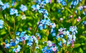 Мелкие голубые цветки