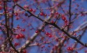 Мелкие красные ягоды на дереве