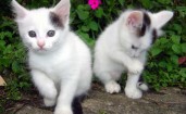 Милые белые котята
