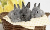 Милые серые кролики