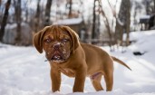 Милый щенок в снегу