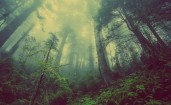 Мистический лес