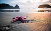 Морская звезда на песке